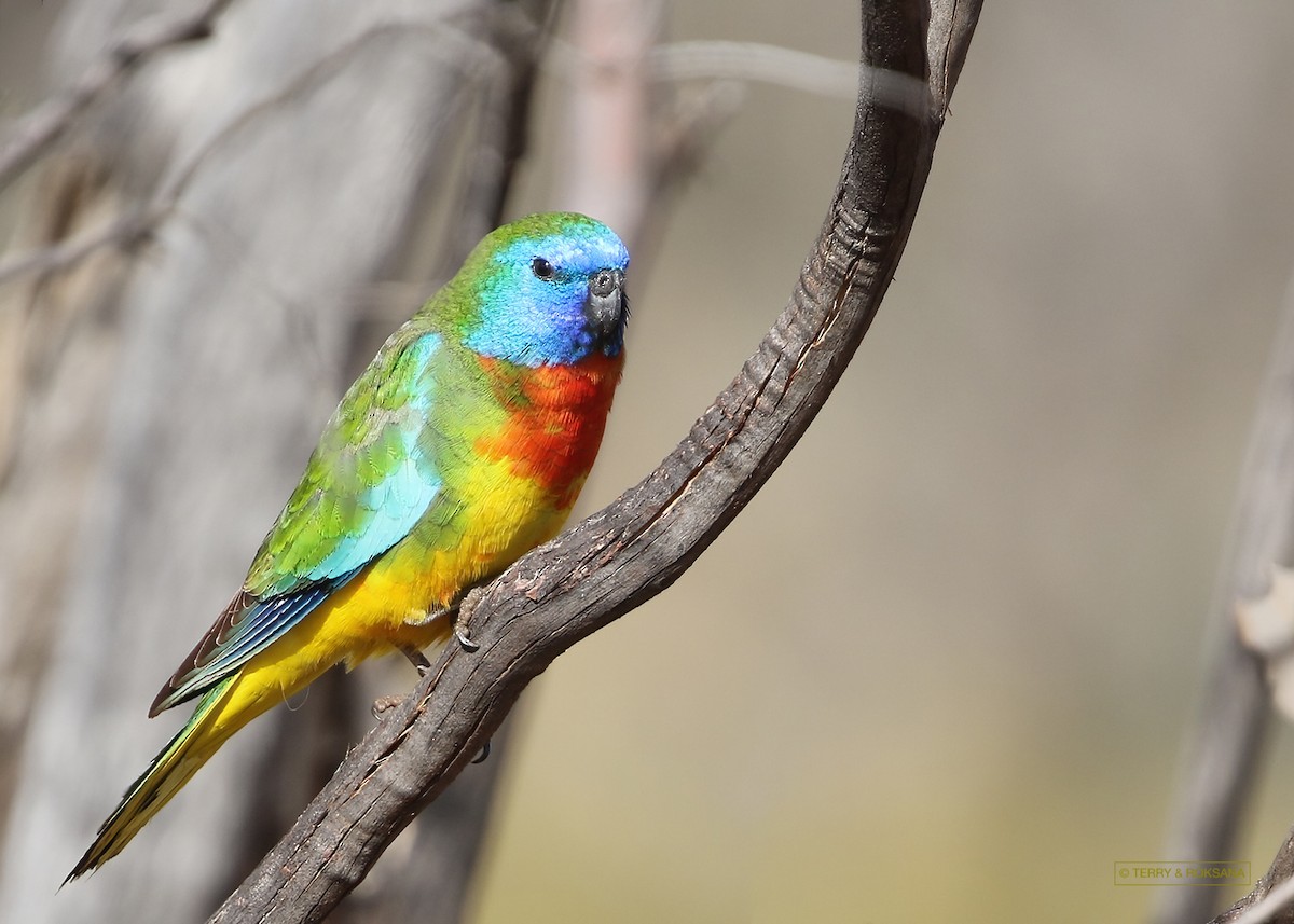 ML578219561 - Scarlet-chested Parrot - Macaulay Library