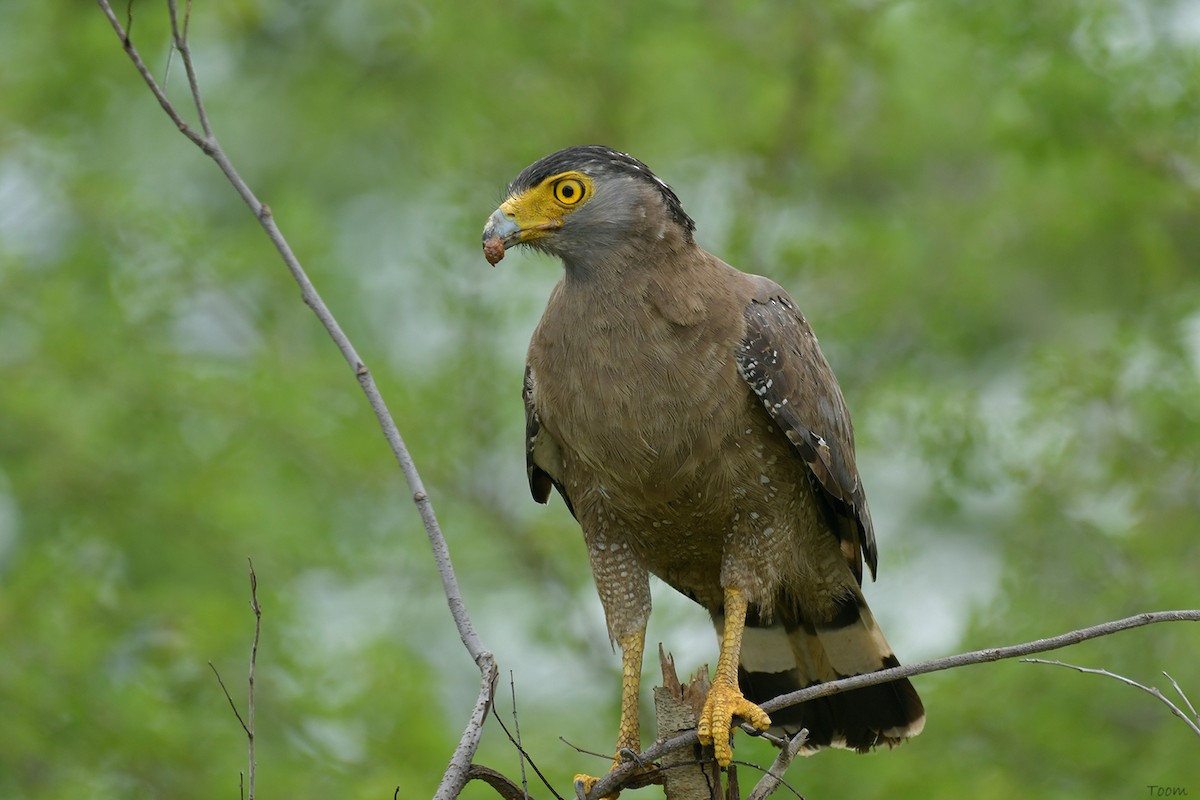 Crested Serpent-Eagle - ML578219721