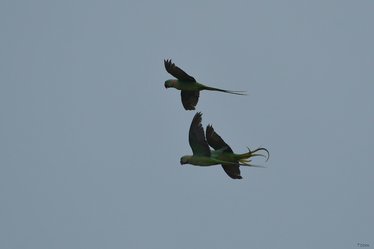 Rose-ringed Parakeet - ML578219921