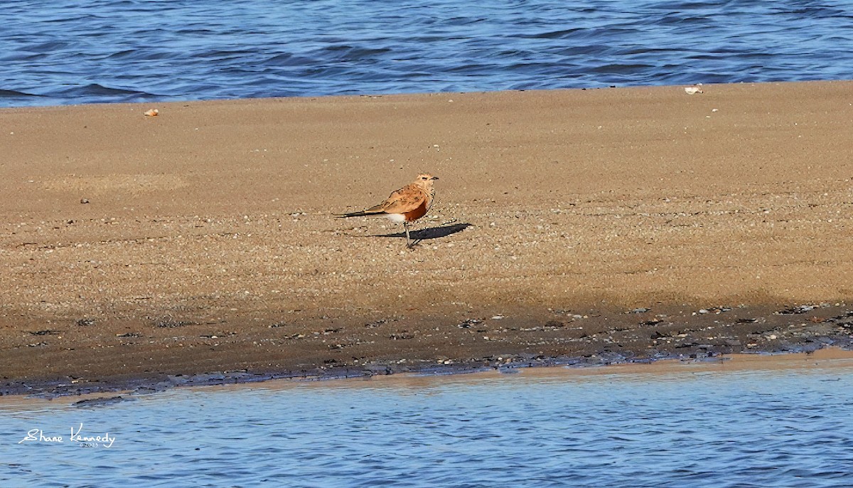 Australian Pratincole - ML578220121