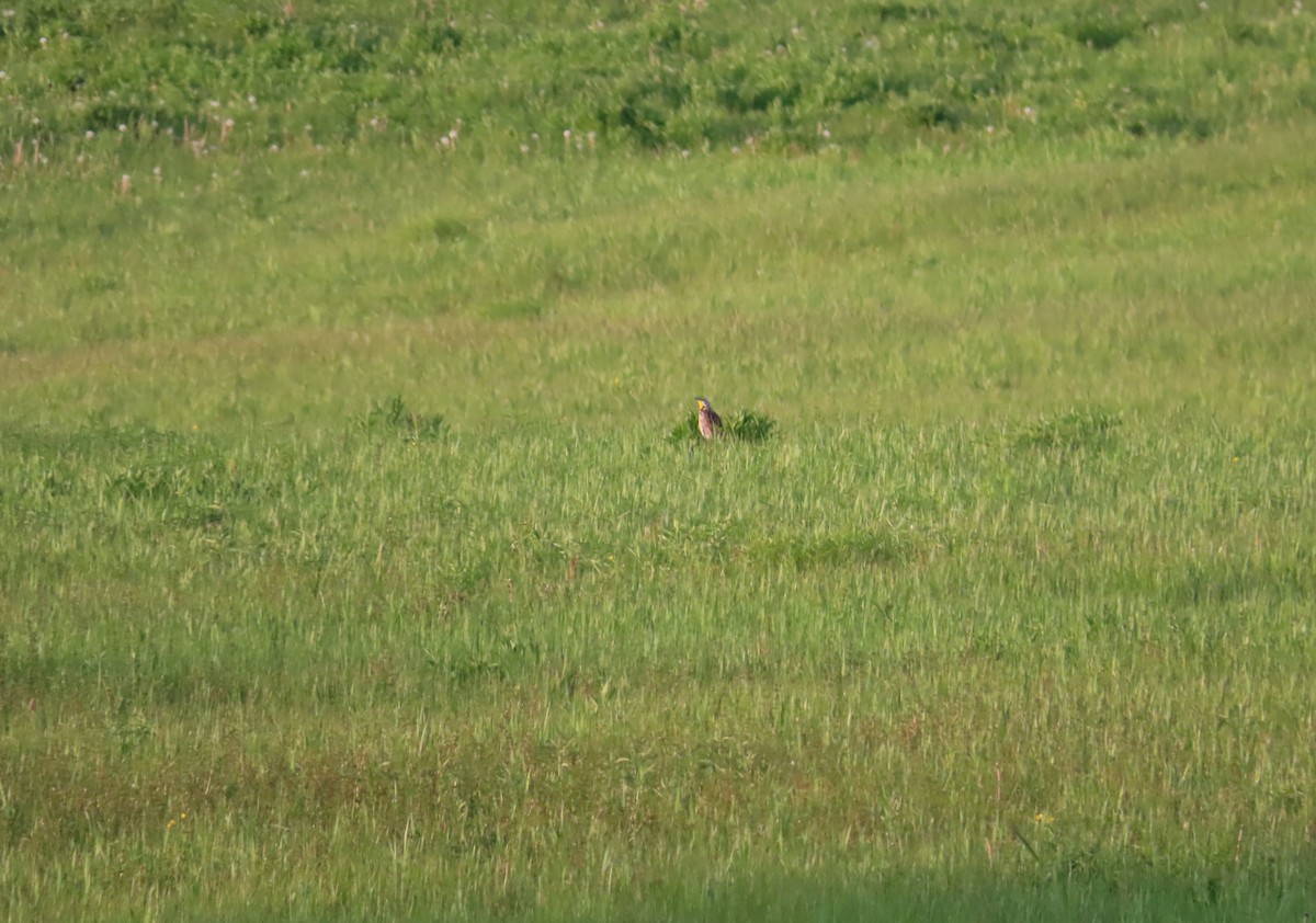 Eastern Meadowlark - ML578221841