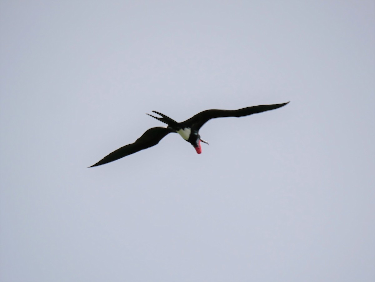 Christmas Island Frigatebird - ML578222971