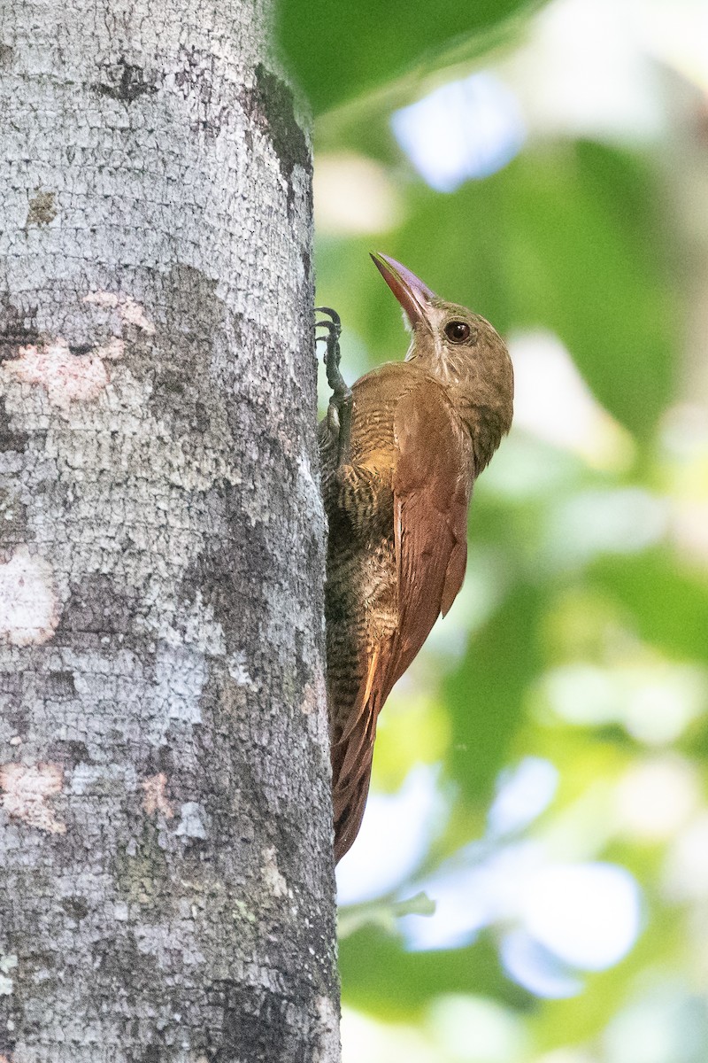 Bar-bellied Woodcreeper - ML578223301