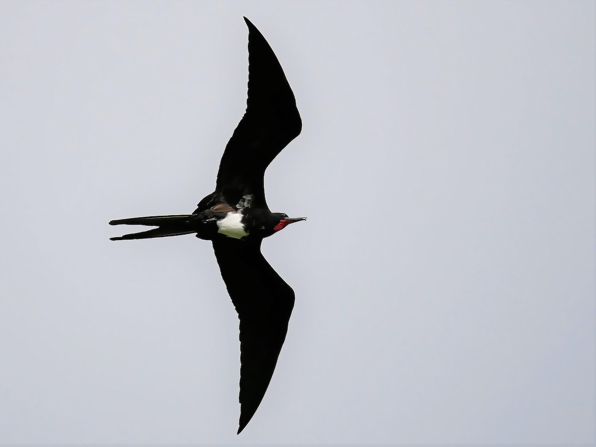 Christmas Island Frigatebird - ML578223311