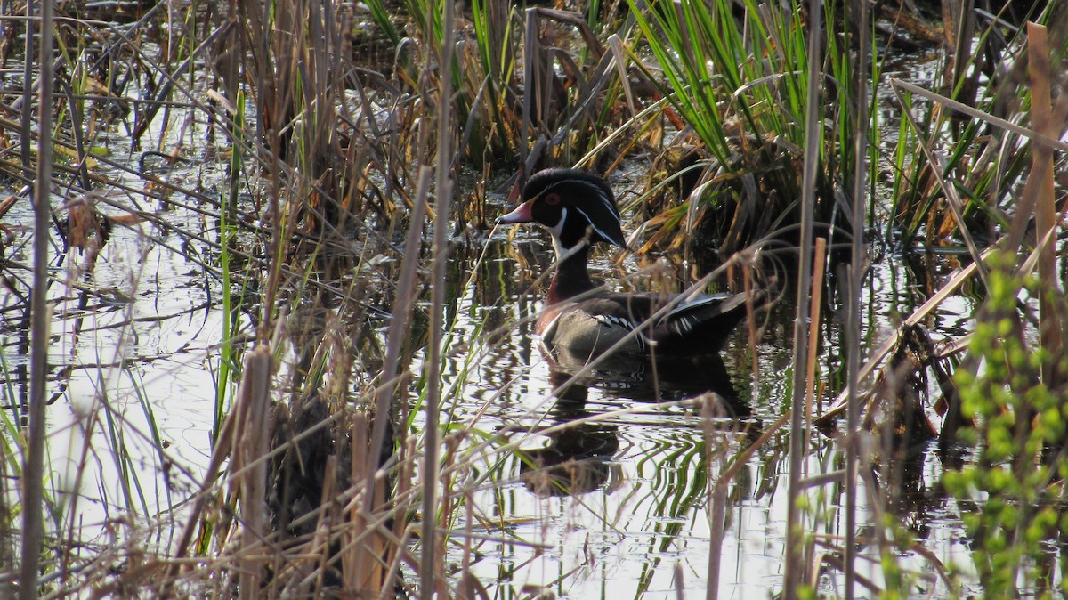 Wood Duck - ML578223321