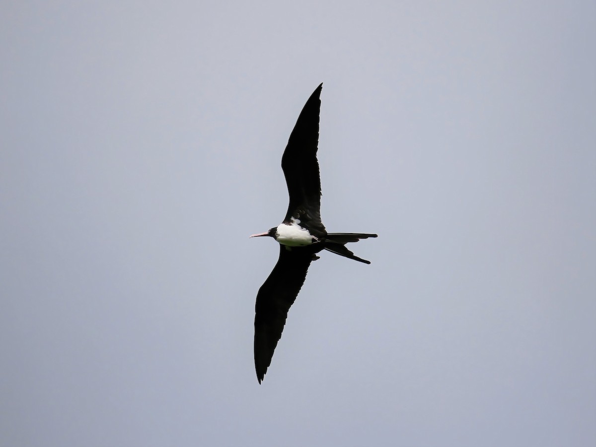 Christmas Island Frigatebird - ML578223371