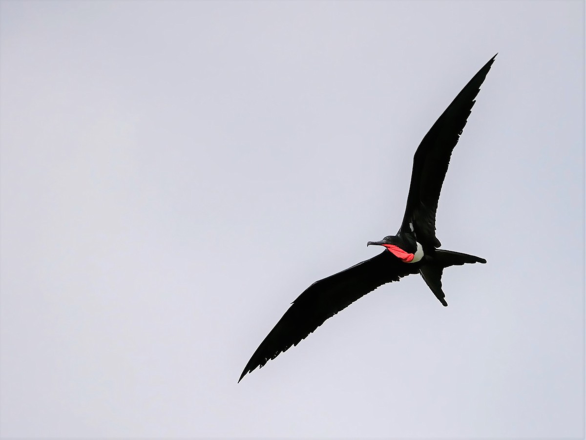 Christmas Island Frigatebird - ML578223431