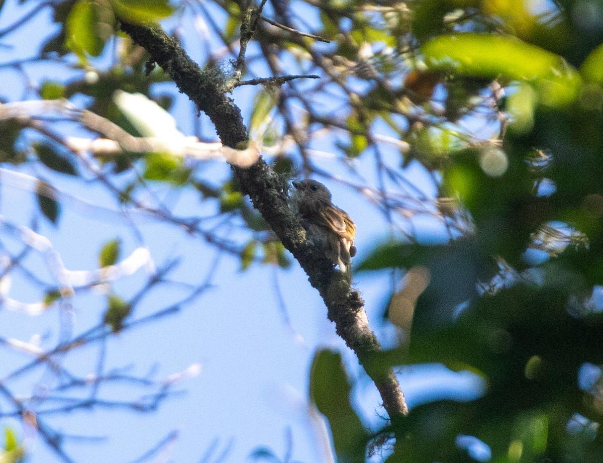 Scaly-throated Honeyguide - William Price