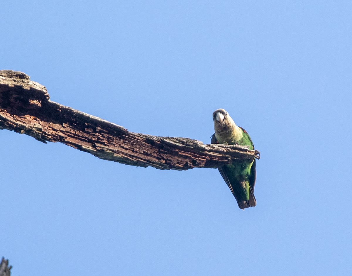 papoušek zelenobřichý - ML578224001