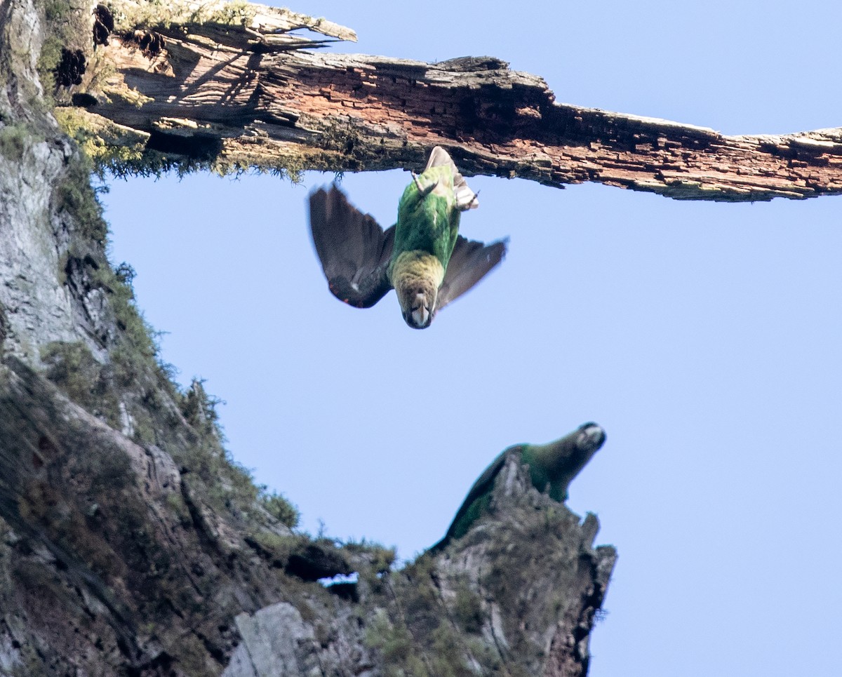 papoušek zelenobřichý - ML578224041