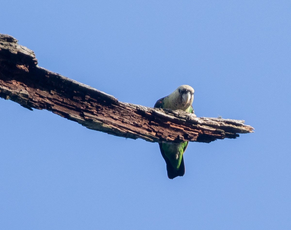 papoušek zelenobřichý - ML578224051
