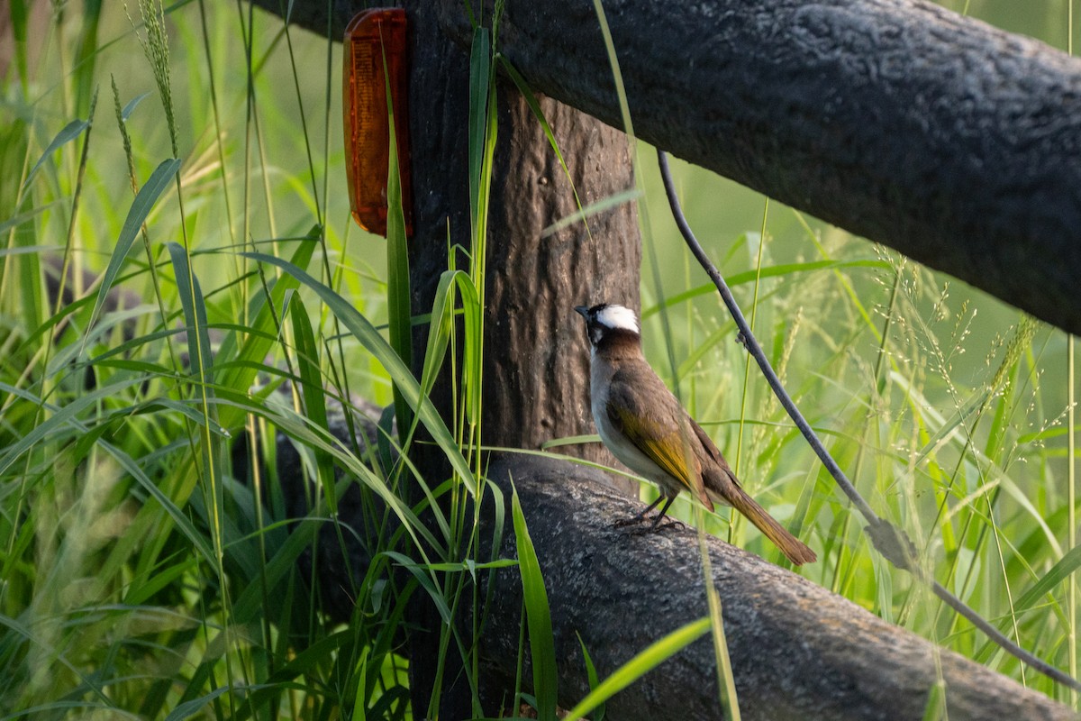 Light-vented Bulbul - Shih-Chun Huang