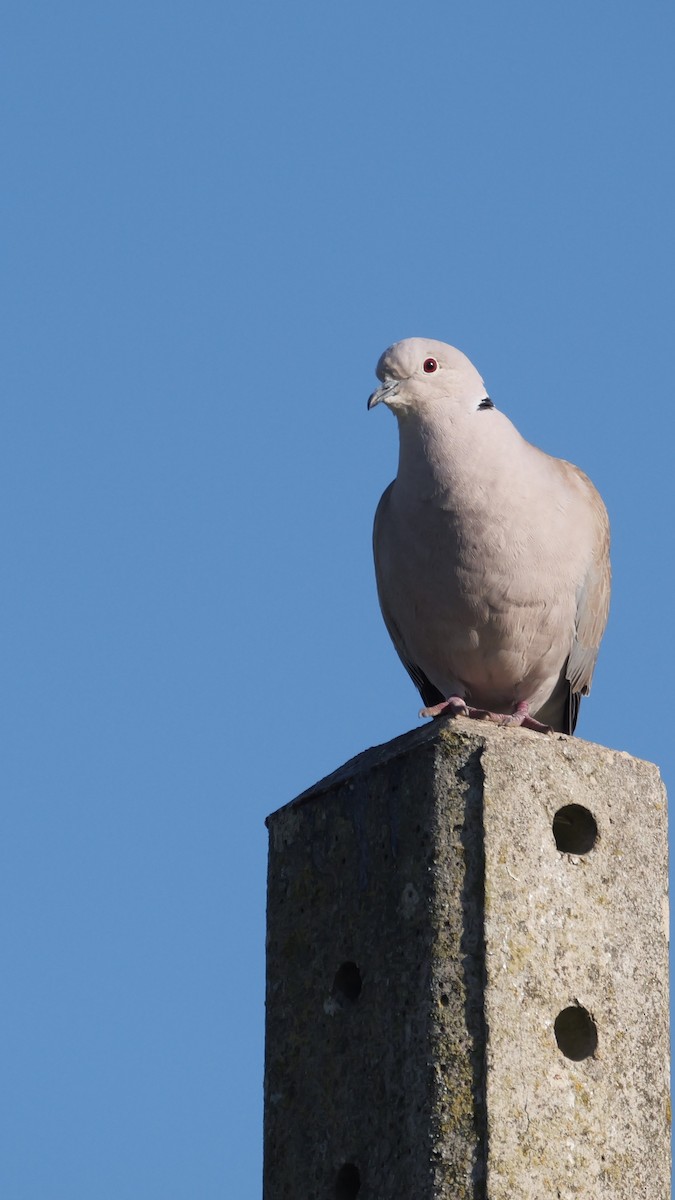 Eurasian Collared-Dove - ML578224471