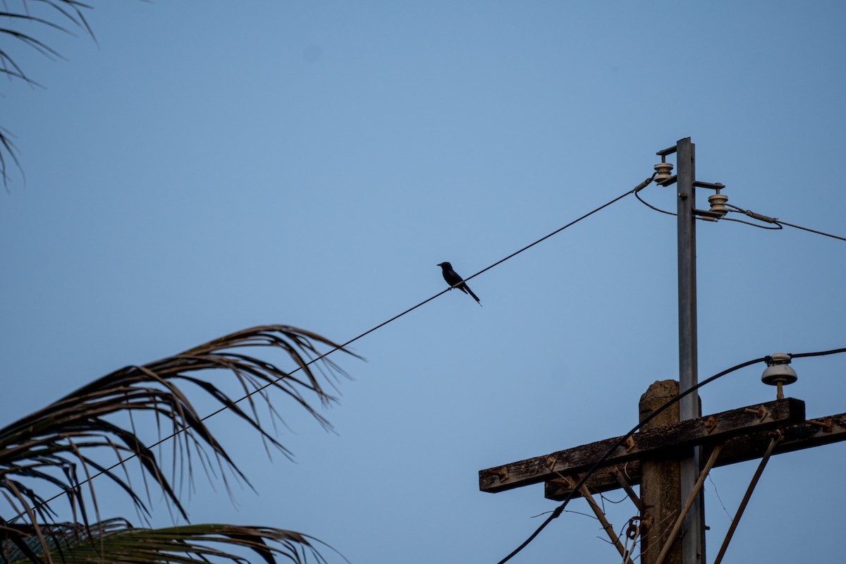 Black Drongo - ML578224521