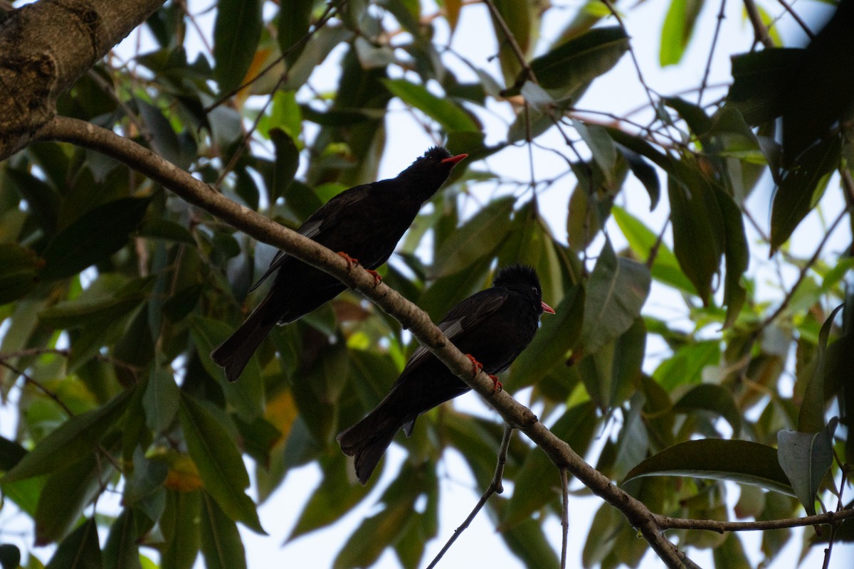 Black Bulbul - Shih-Chun Huang