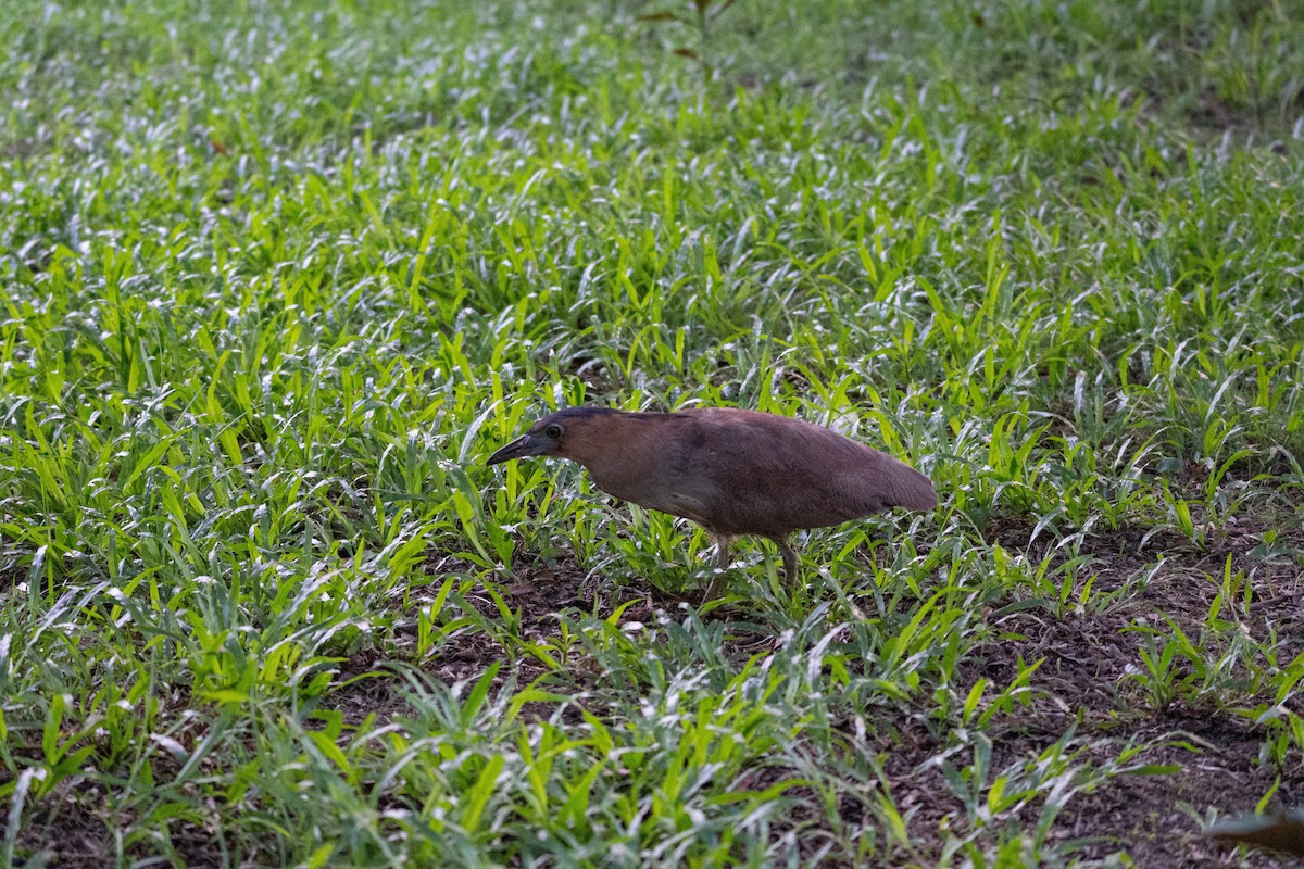 Malayan Night Heron - ML578224611