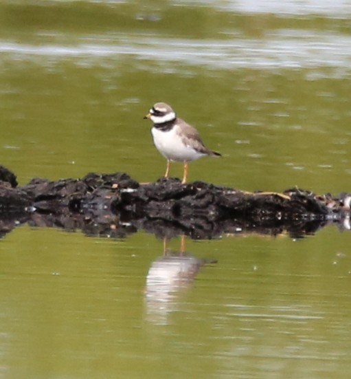 Common Ringed Plover - ML578225661