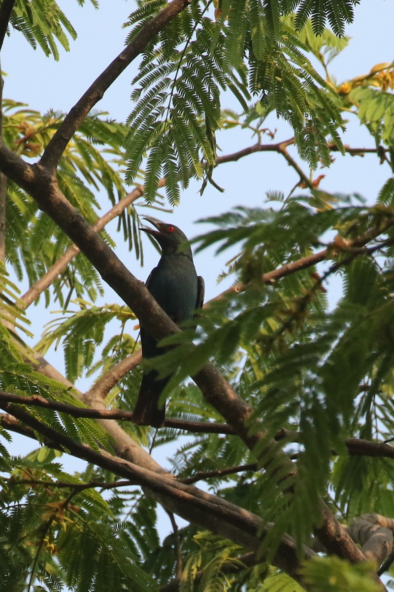 Asian Koel - Frank Thierfelder