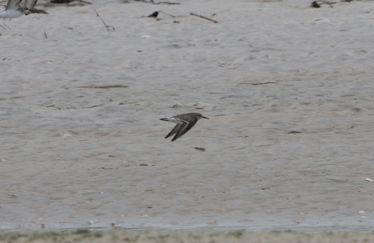 White-rumped Sandpiper - ML578226391