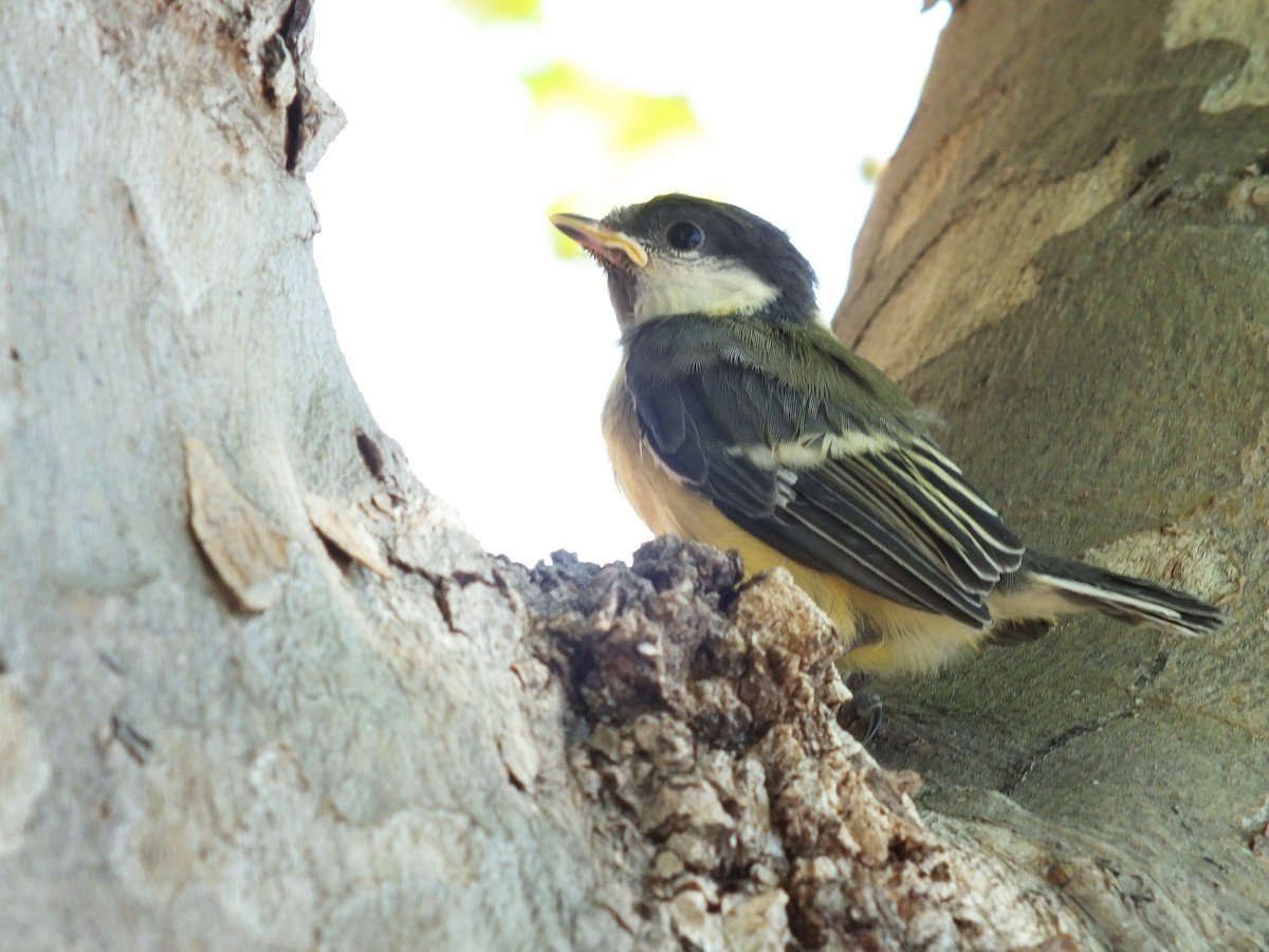 Great Tit - ML57822721
