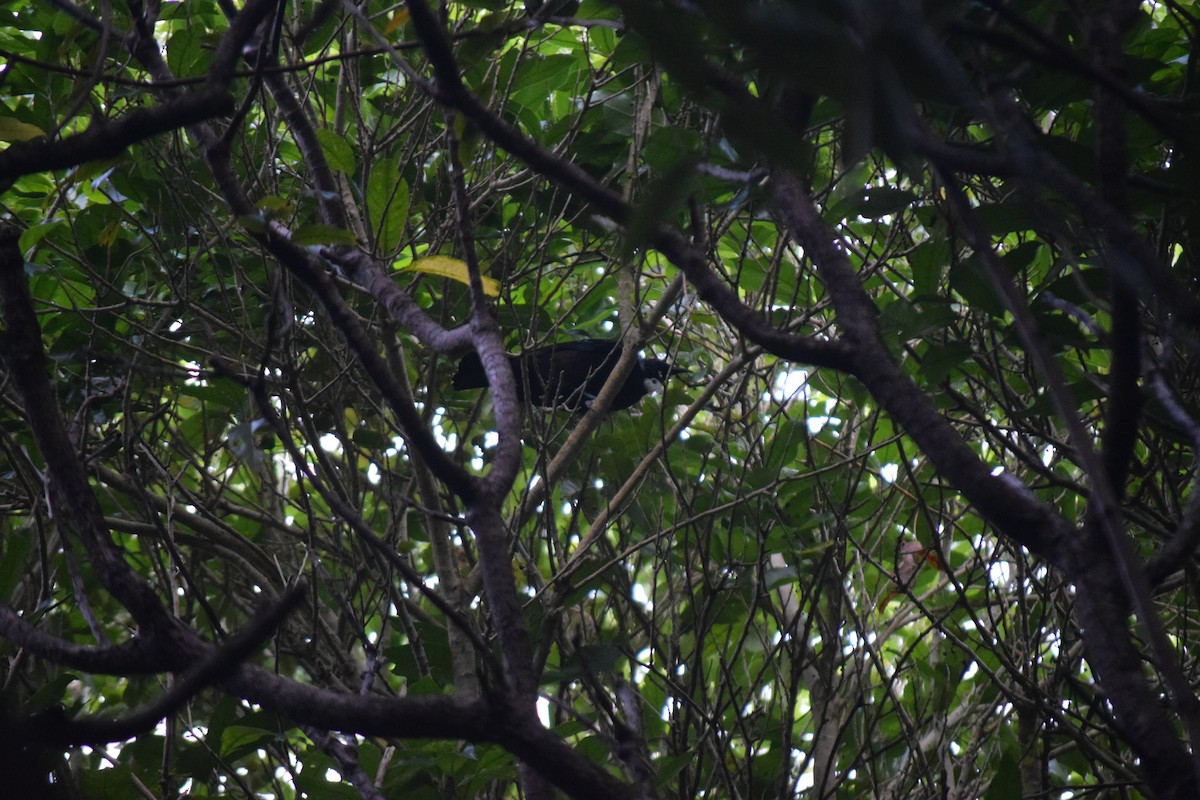 Tui - ML578229281