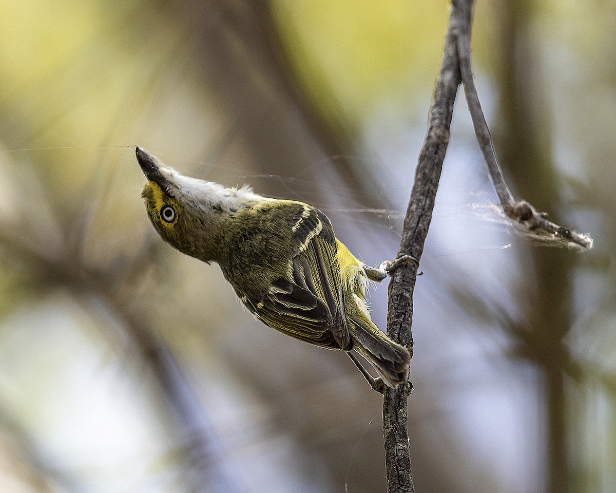 White-eyed Vireo - ML578229381