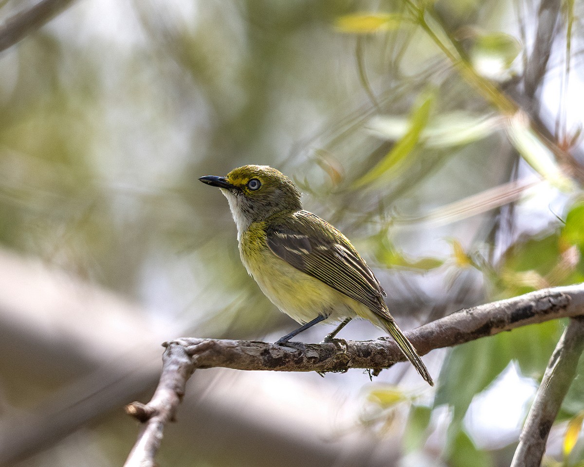 White-eyed Vireo - ML578229391