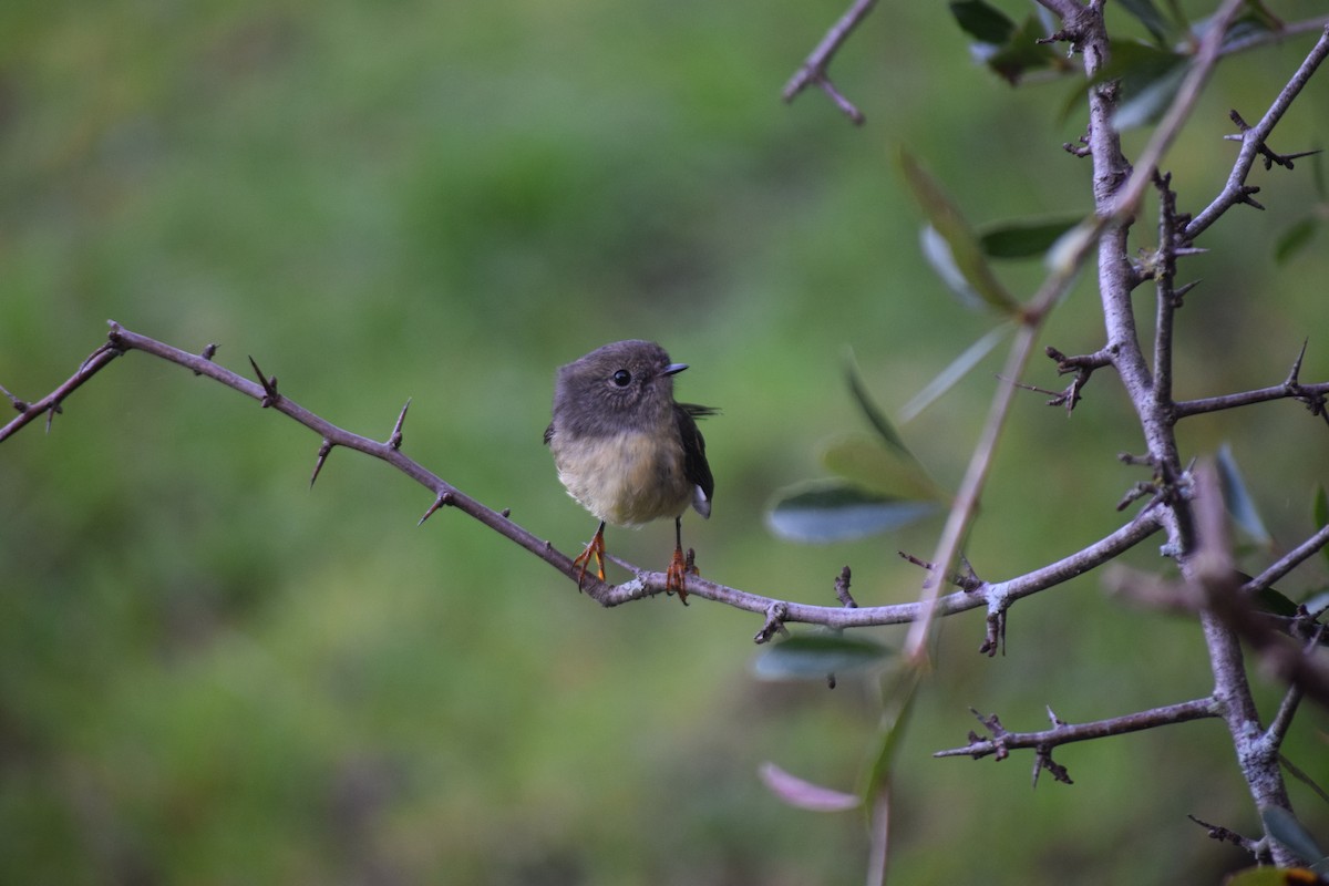 Tomtit - ML578229751