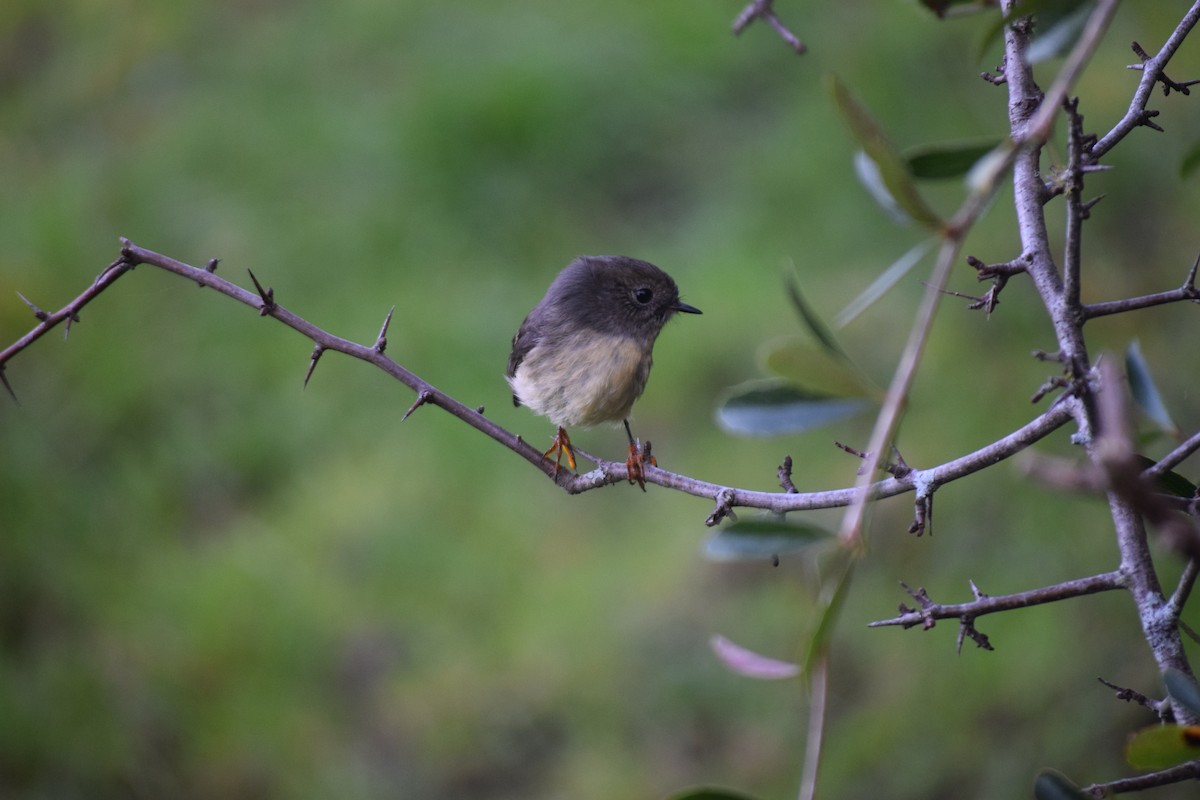 Tomtit - ML578229761