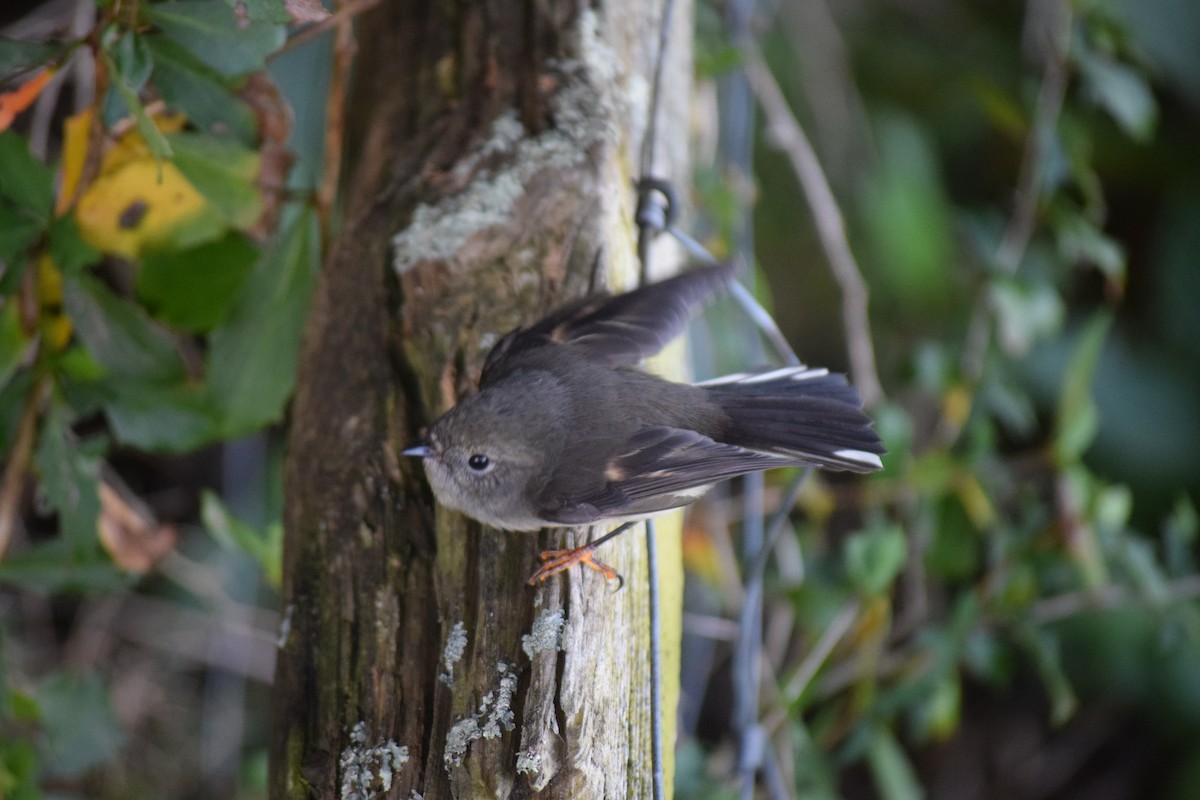 Tomtit - ML578229771