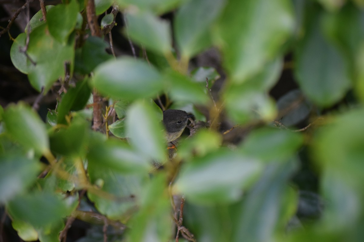 Tomtit - ML578229991