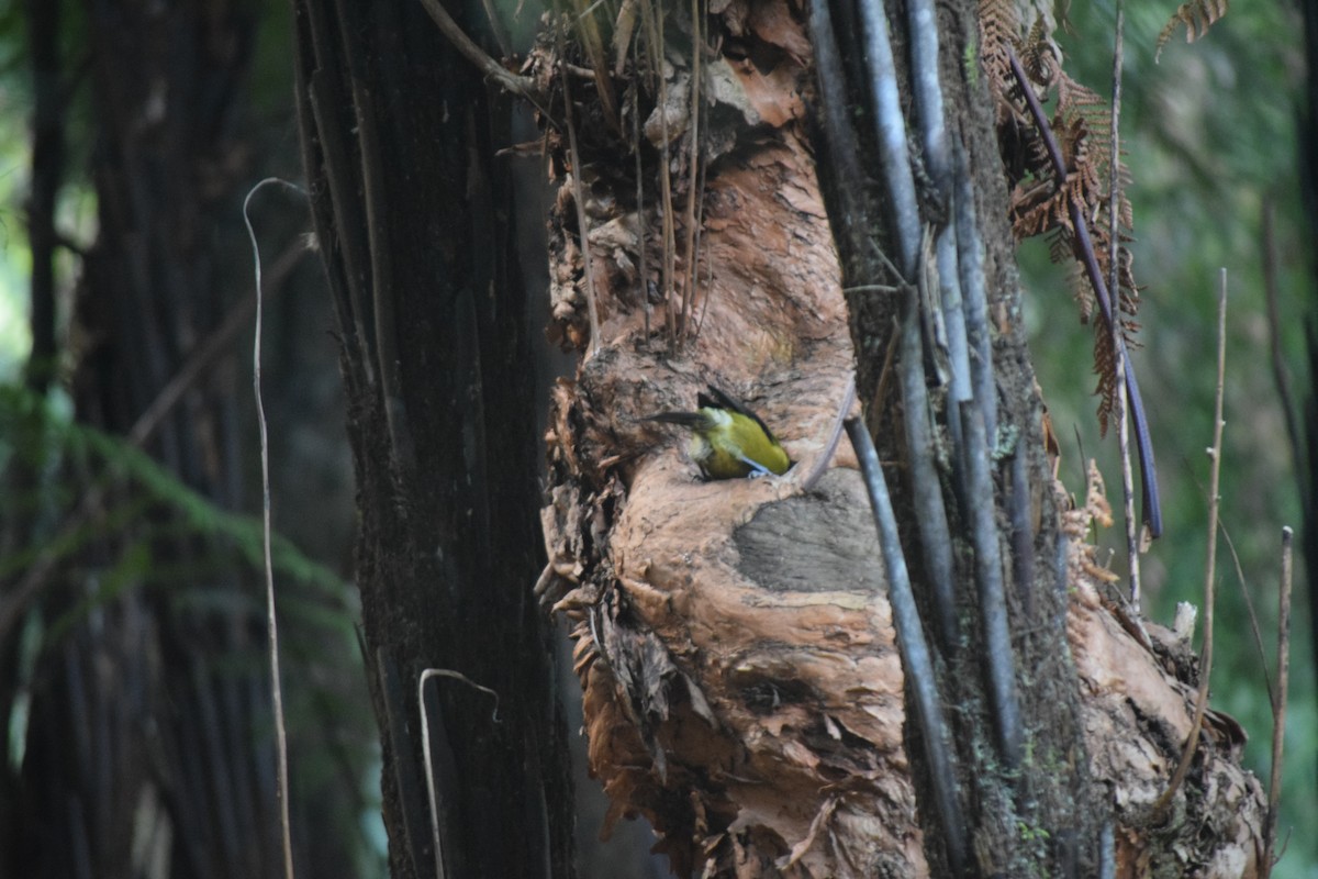 New Zealand Bellbird - ML578230051