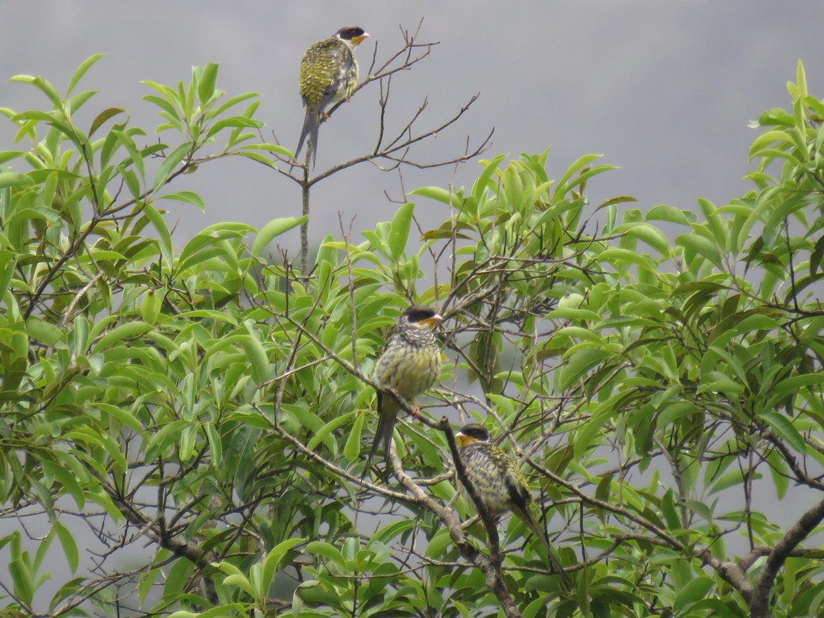 Swallow-tailed Cotinga (Swallow-tailed) - Blaise RAYMOND
