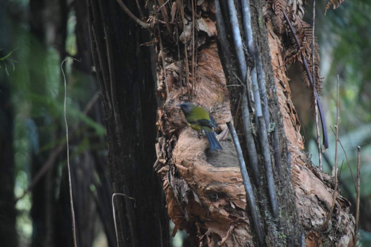 New Zealand Bellbird - ML578230071