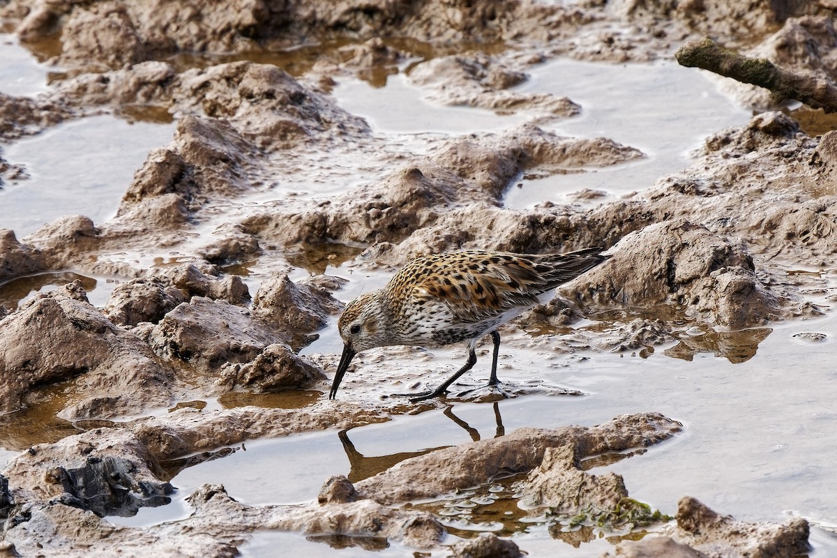 黑腹濱鷸 - ML578230281