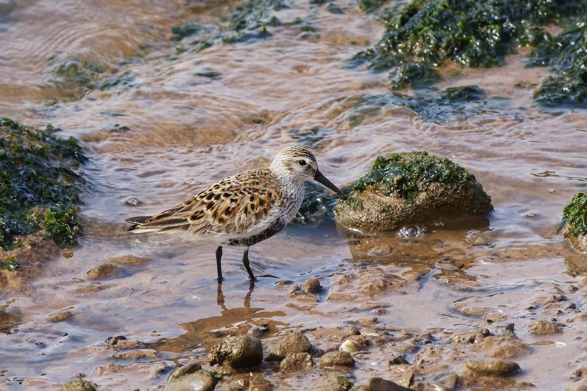 黑腹濱鷸 - ML578230511