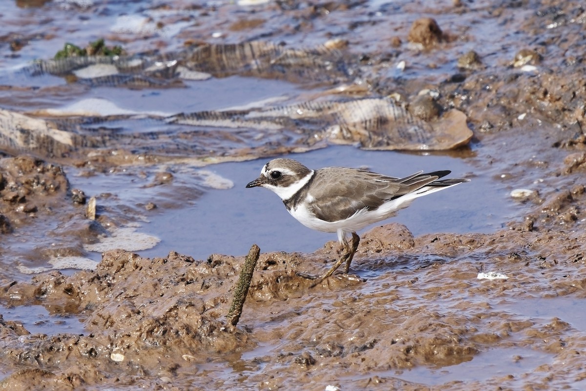 Common Ringed Plover - Holger Teichmann