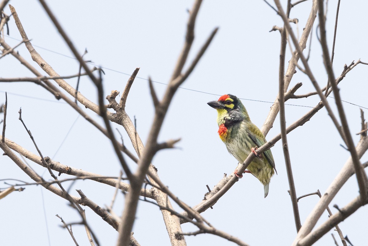 Coppersmith Barbet - ML578230671