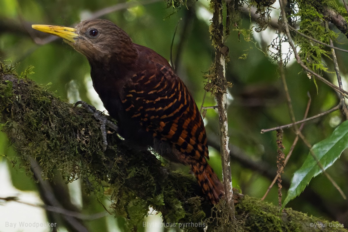 Bay Woodpecker - ML578231301