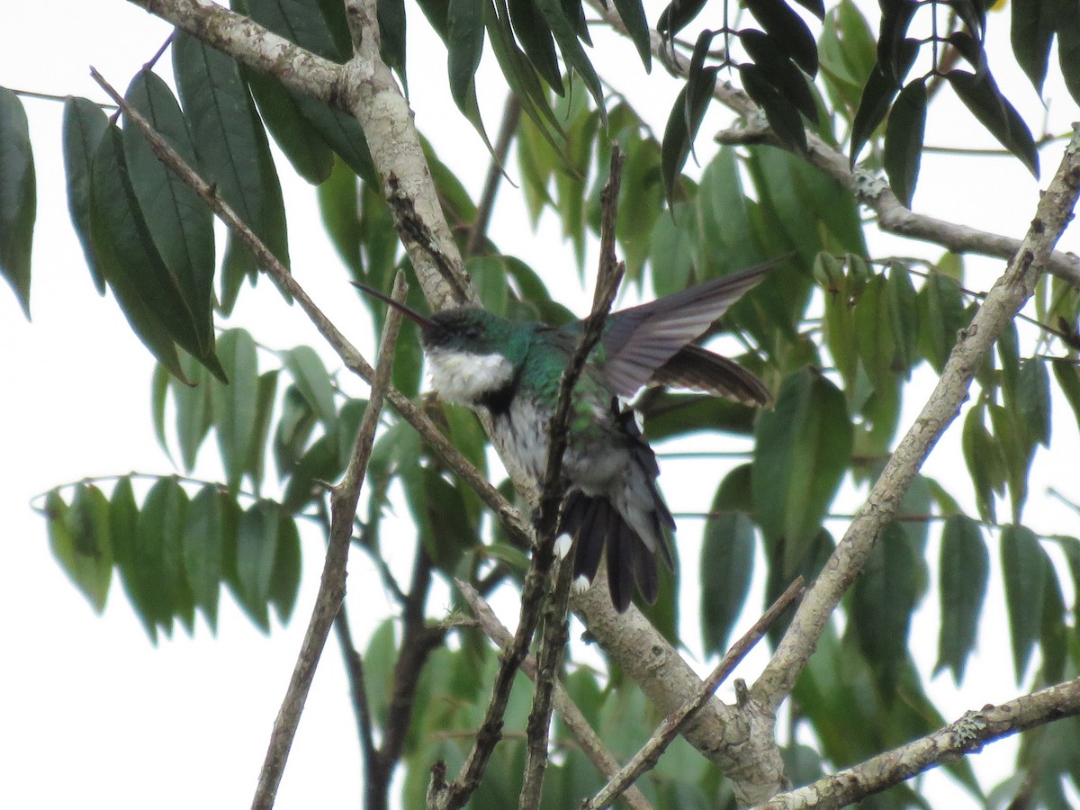 White-throated Hummingbird - Blaise RAYMOND