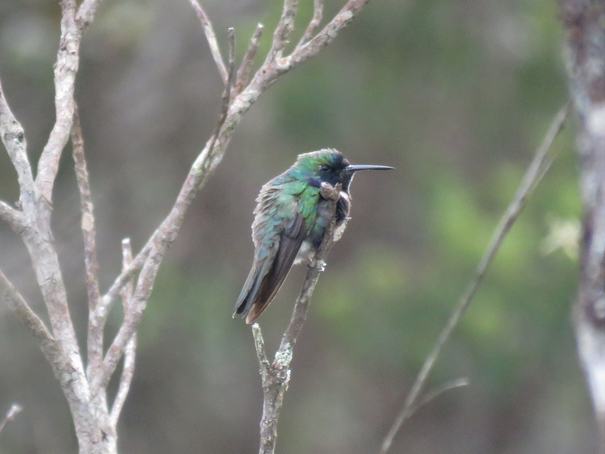 Colibrí Colaceleste - ML578232541