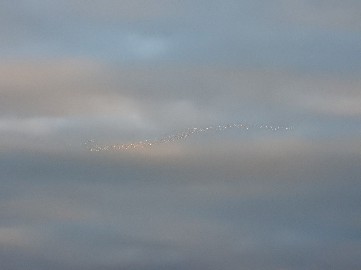 Silver Gull (Silver) - ML57823351