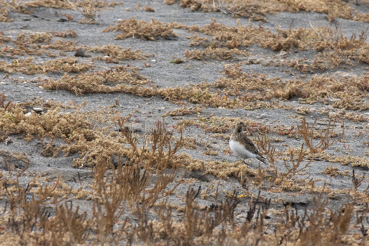 Least Seedsnipe - ML578233751