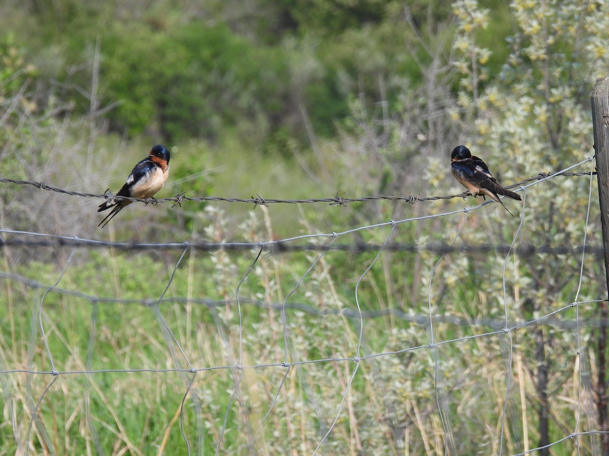 Golondrina Común - ML578234761