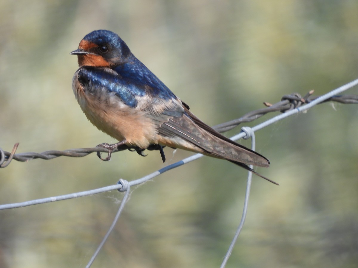 Golondrina Común - ML578234771