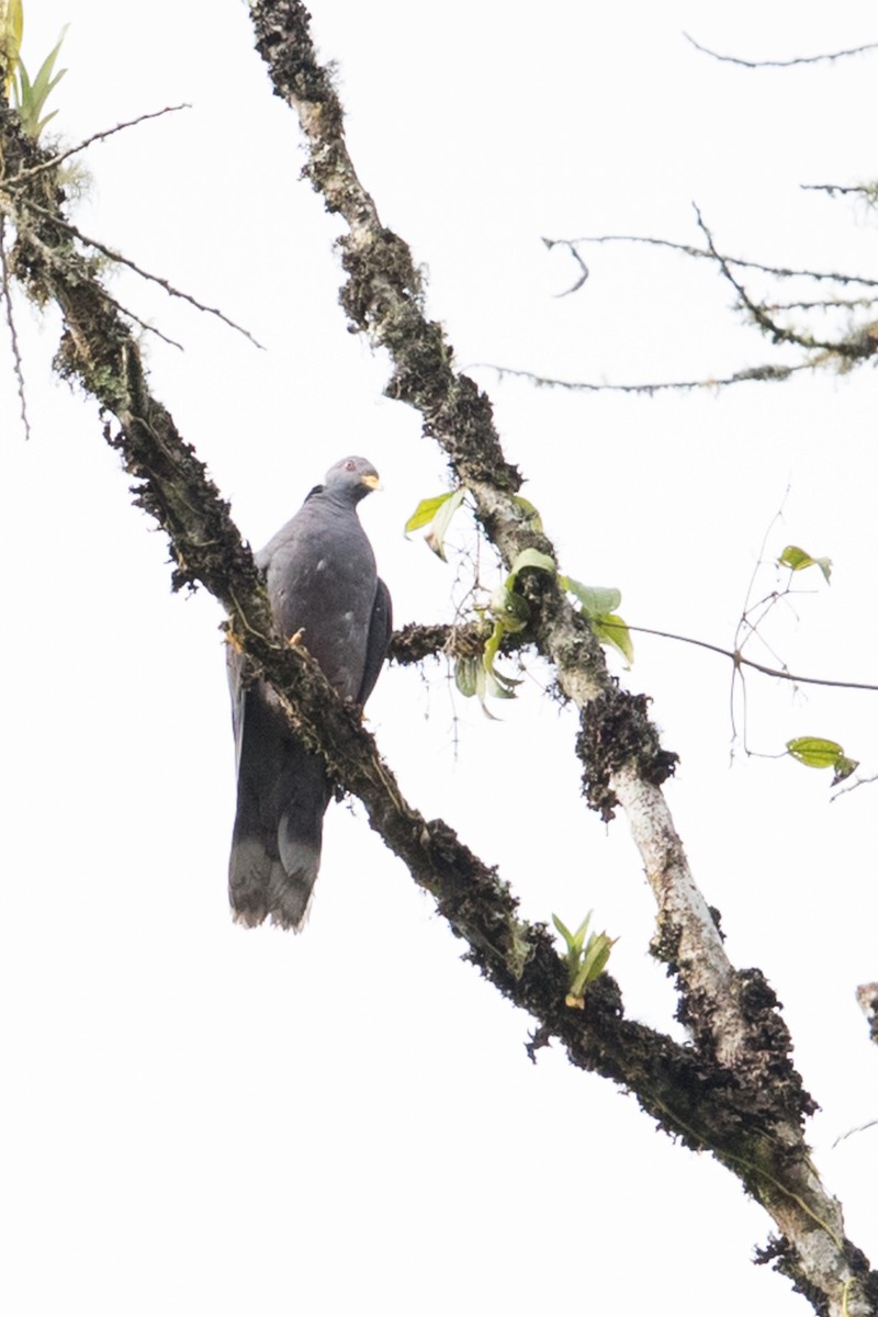 Band-tailed Pigeon (White-necked) - ML578235091
