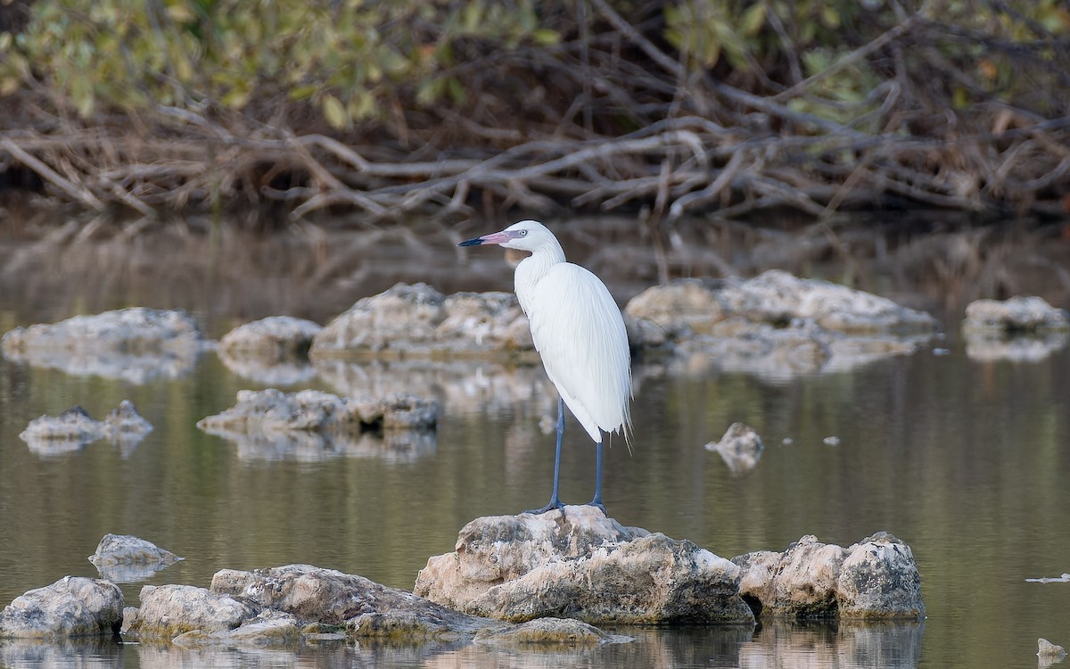 Reddish Egret - ML578236541