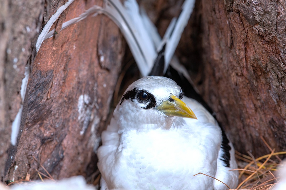 White-tailed Tropicbird - ML578236761