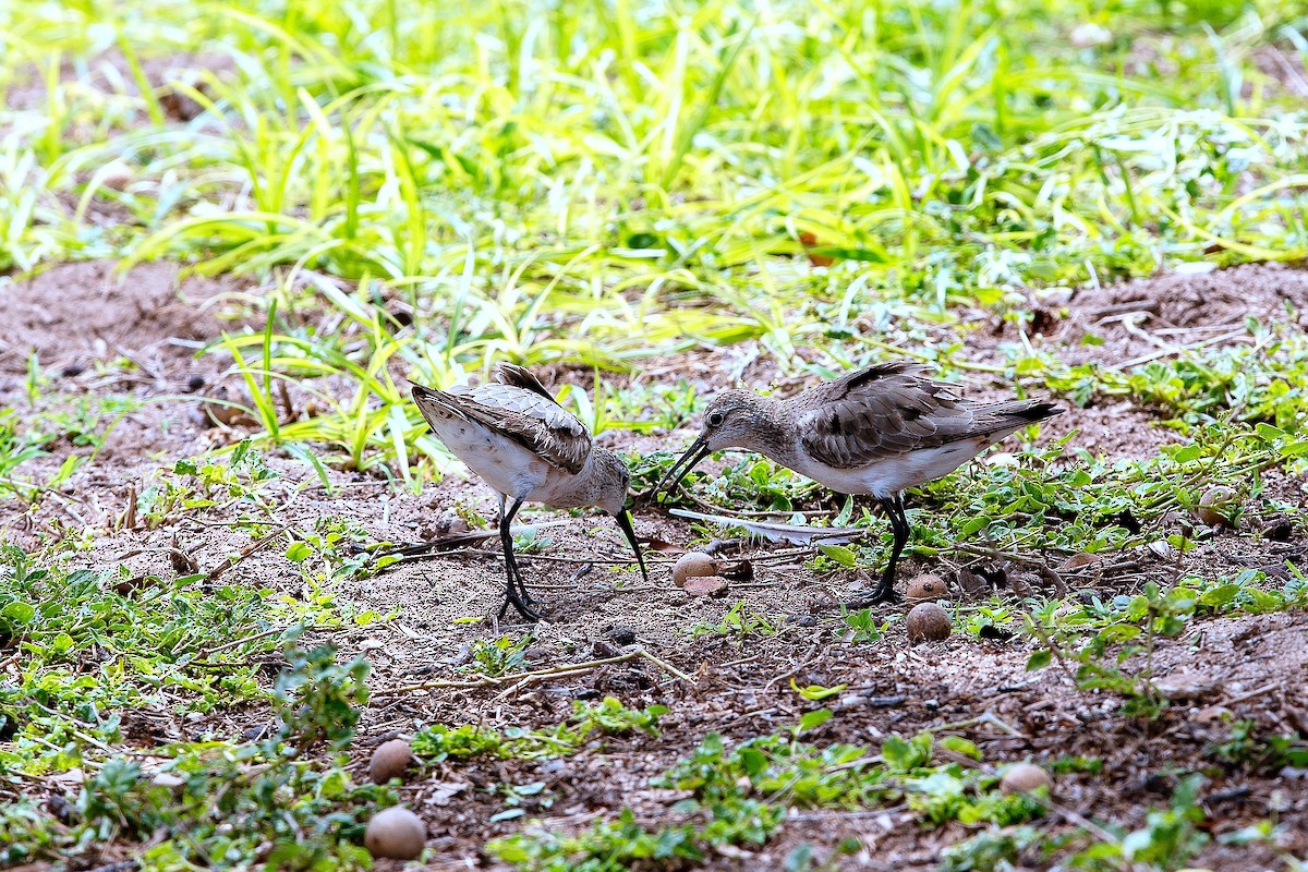 tundrasnipe - ML578237011