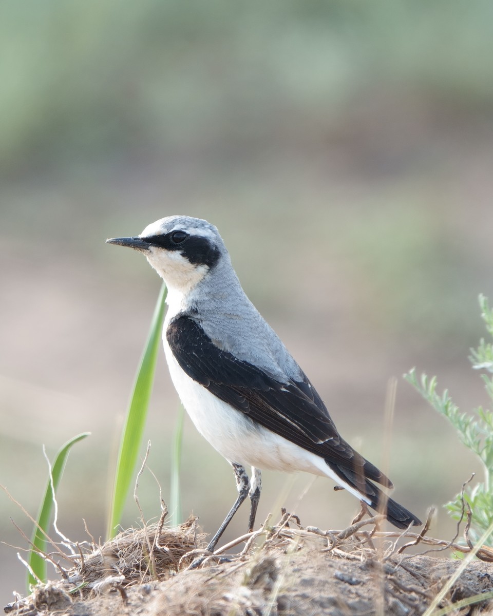 Northern Wheatear - WILD 07